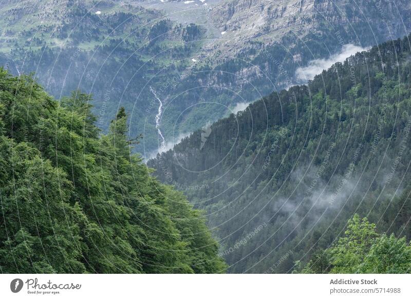 Neblige Berglandschaft im Bujaruelo-Tal, Spanien Berge u. Gebirge Nebel Landschaft Natur Grün Fluss robust Gelände Odese monte perdido Nationalpark Huesca Wald