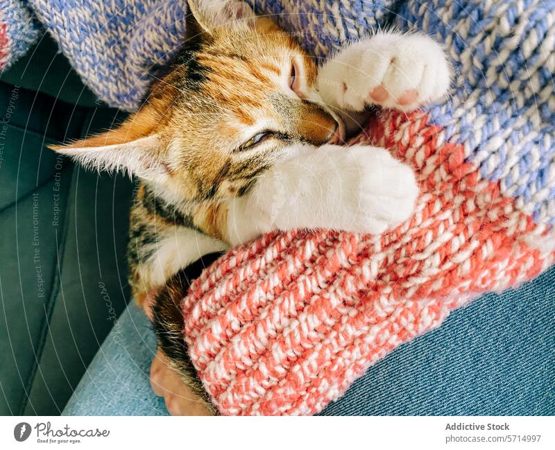 Inhalt Kätzchen kuschelt sich in eine kuschelige Strickdecke Katzenbaby kuscheln gemütlich Decke warm bezaubernd Pfoten farbenfroh stricken Haustier Tier