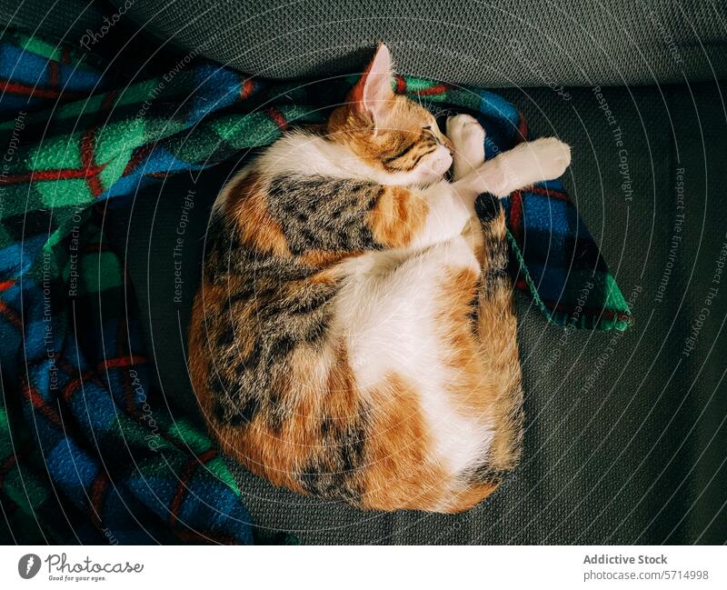 Calico-Katze schläft friedlich auf einer karierten Decke Kattun schlafen Plaid Gelassenheit gelockt schlummernd ruhig Komfort Haustier katzenhaft gemütlich