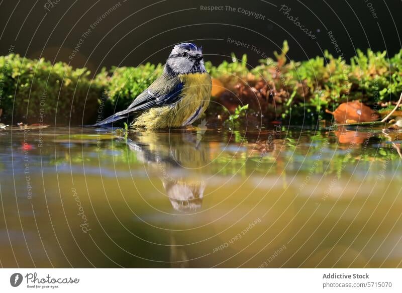 Blaumeise beim Baden in einem spiegelnden Teich eurasische Blaumeise Vogel Reflexion & Spiegelung Wasser Natur Tierwelt farbenfroh pulsierend Federn