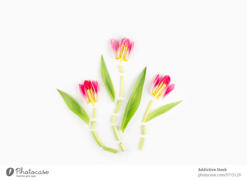 Frühling Tulpen Arrangement auf weißem Hintergrund weißer Hintergrund minimalistisch künstlerisch Ordnung rosa gelb Blume Stillleben Studioaufnahme Kreativität
