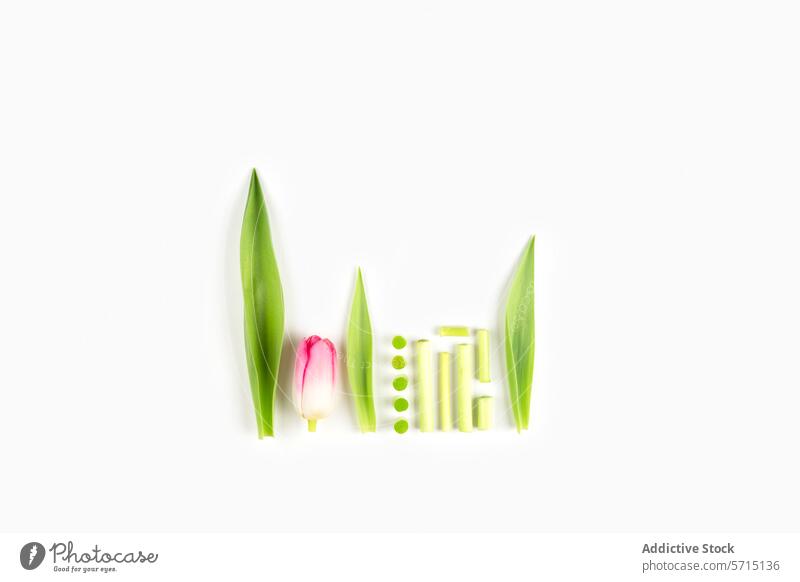 Kreative Frühling Tulpen Arrangement auf weißem Hintergrund weißer Hintergrund Studioaufnahme kreativ Ordnung rosa grün minimalistisch geblümt Design Frische