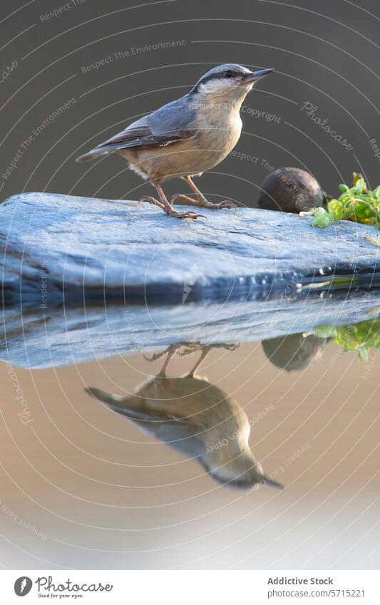 Ein Kleiber, der auf einer Steinplatte steht und sich im Wasser spiegelt, vor einem weichen grauen Hintergrund Vogel Stehen Reflexion & Spiegelung