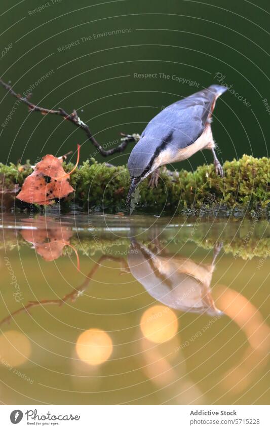Ein Kleiber beugt sich auf einem moosbewachsenen Ufer zum Wasser hinunter, mit seinem Spiegelbild und warmen Bokeh-Lichtern Vogel Lehnen Reflexion & Spiegelung
