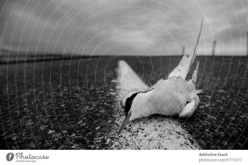 Ergreifendes Bild einer Küstenseeschwalbe in Island Vogel Verstorbener Monochrom Tierwelt Straße Stille ergreifend Verlust Natur Zyklus Umwelt Erhaltung