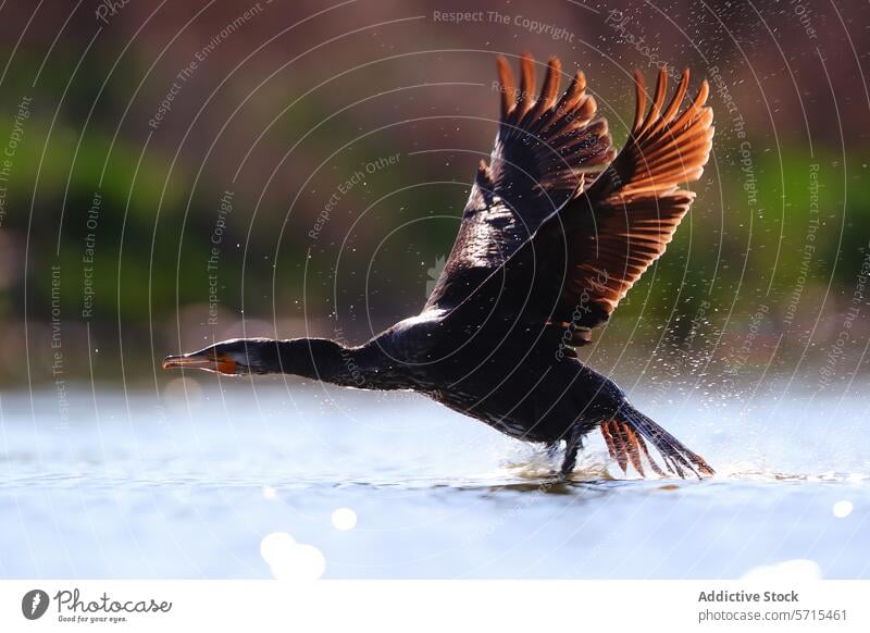 Kormoran beim Abflug aus dem Wasser, mit ausgebreiteten Flügeln und im Sonnenlicht funkelnden Wassertropfen Großer Kormoran Vogel Aufstrich Tröpfchen Tierwelt
