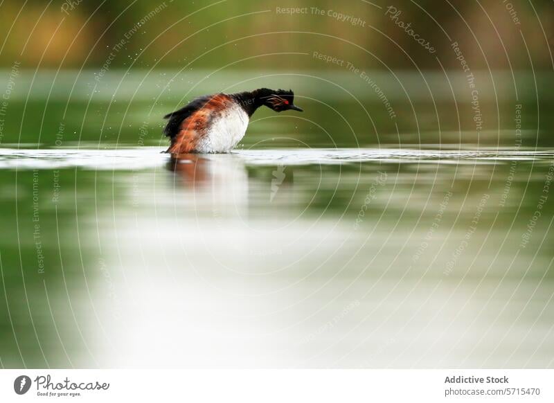 Schwarzhalstaucher im Wasser, der die Wassertropfen abschüttelt, wodurch eine dynamische Szene mit einem Weichzeichner im Hintergrund entsteht Vogel Schütteln