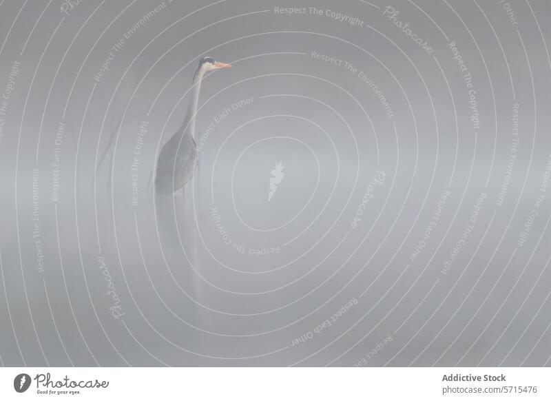 Graureiher taucht aus dem Nebel über dem Wasser auf und schafft eine heitere und ätherische Atmosphäre Vogel Gelassenheit Natur Tierwelt aquatisch Feuchtgebiet