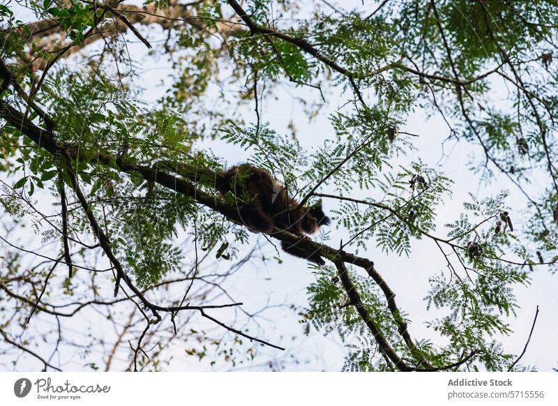 Nasenbär-Silhouette in den Baumkronen an den Iguazu-Fällen Iguazu Fälle Laubwerk Argentinien Tierwelt Natur ruhen Himmel Ast im Freien Blatt Säugetier hoch