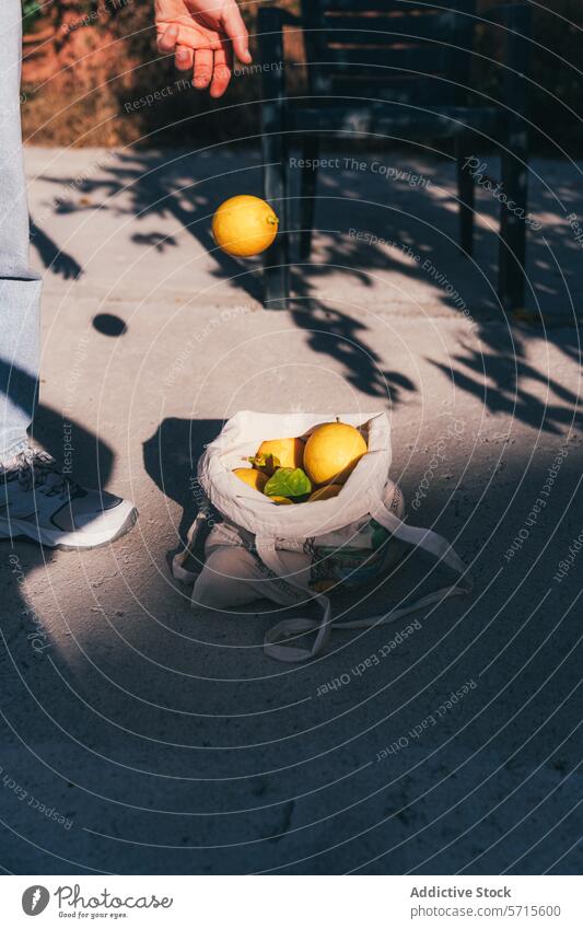 Anonyme abgeschnittene Person frisch gepflückte Zitronen in einer Tasche im Freien Kommissionierung Frucht wiederverwendbar sonnig Tag Sammlung Hand