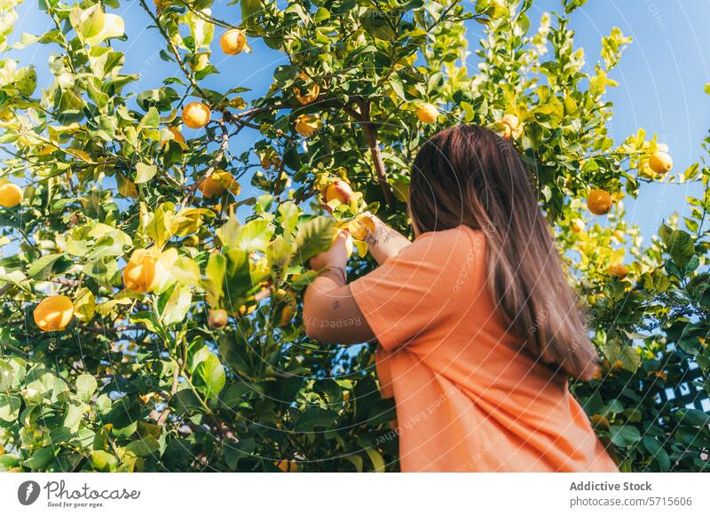 Anonyme Frau erntet zu Hause frische Zitronen vom Baum Ernten reif Kommissionierung Hinterhof hausgemacht produzieren nachhaltig lebend handverlesen Frucht
