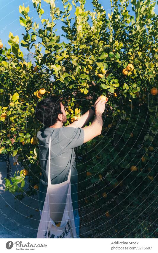 Mann erntet frische Zitronen im sonnigen Garten Kommissionierung reif Baum Zitrusfrüchte hausgemacht Ackerbau Tageslicht Frucht Ernte im Freien Natur Gesundheit