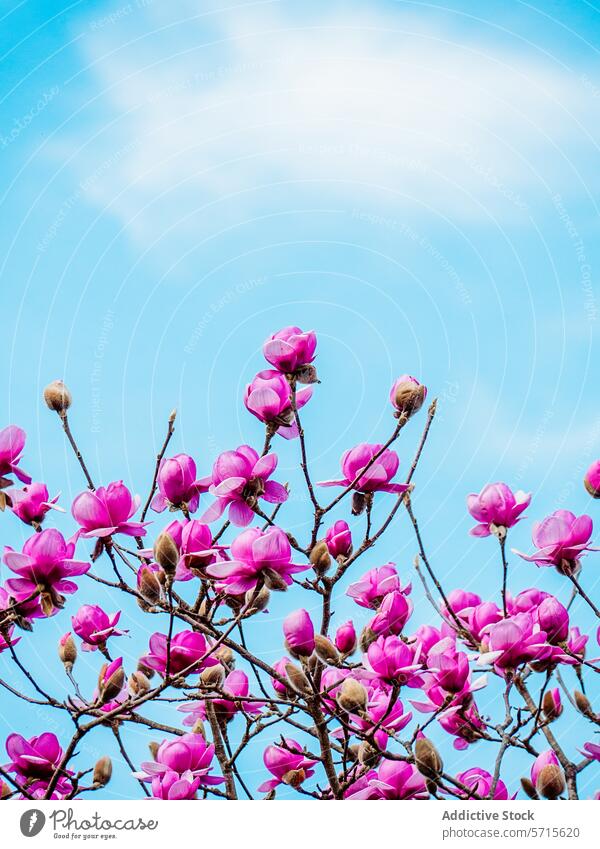 Frühlingshafte Blüte von leuchtend rosa Magnolienblüten Blütezeit Blume Blütenblatt Ast botanisch Natur Flora pulsierend Himmel blau übersichtlich im Freien