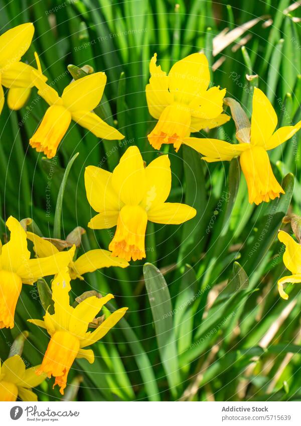 Leuchtend gelbe Narzissen blühen im Frühling gelbe Blume Blütezeit grüne Blätter Pflanze Botanik Flora Garten Natur hell lebhaft farbenfroh mehrjährig Knolle