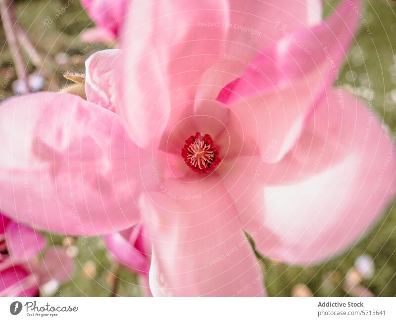 Nahaufnahme einer rosa Magnolienblüte in der Frühlingsblüte Blütezeit Blume Blütenblatt Staubfäden Weichzeichner filigran frisch Erneuerung botanisch Natur