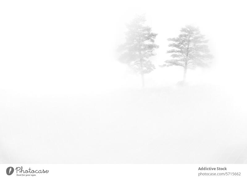 Eine ruhige, in hohen Tönen gehaltene Fotografie, die zwei Bäume zeigt, die aus einem dichten Nebel auftauchen und eine minimalistische Naturszene schaffen