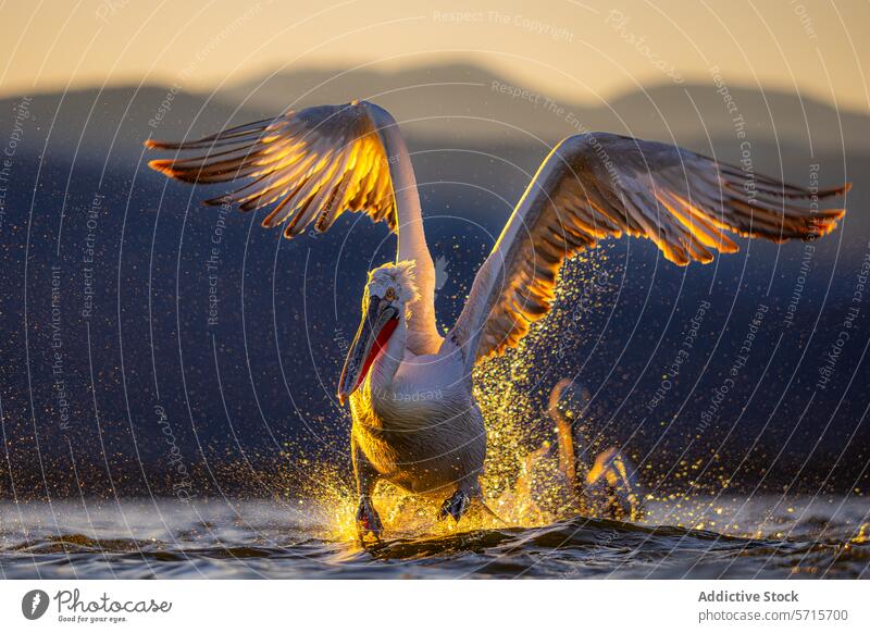 Majestätischer Dalmatiner Pelikan Landung auf dem Wasser bei Sonnenuntergang Landen goldene Stunde Vogel Tierwelt Natur Feder Flügel platschen Sonnenlicht