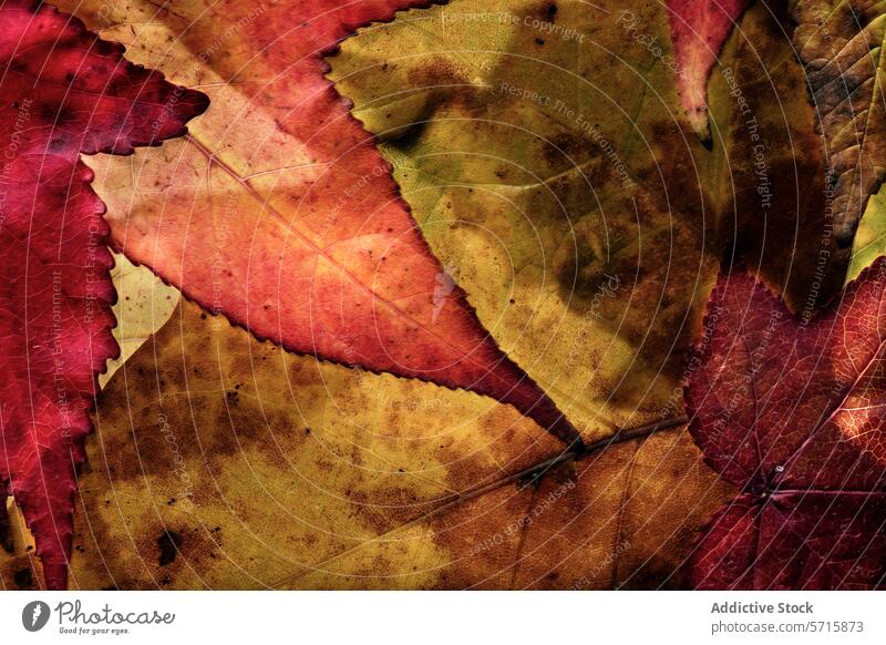 Nahaufnahme von verschiedenen Herbstblättern, die einen Wandteppich aus satten Rot-, Orange- und Gelbtönen mit verschlungenen Adermustern zeigen Blatt