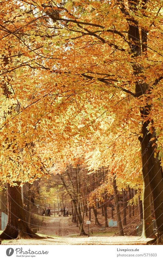 goldig... Umwelt Natur Landschaft Wasser Sonne Sonnenlicht Herbst Pflanze Baum Gras Blatt Wildpflanze Park Wald Verkehrswege Wege & Pfade leuchten natürlich