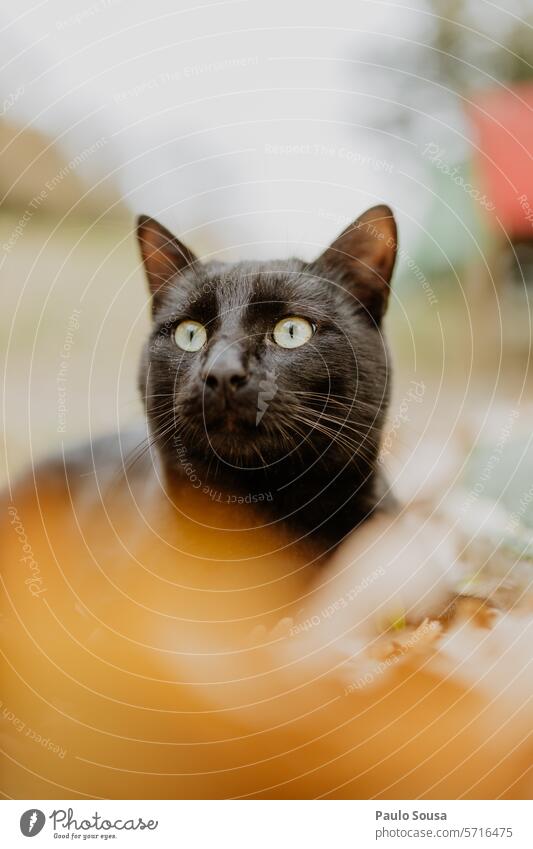 Porträt einer schwarzen Katze katzenhaft schwarzer Hintergrund Ein Tier Haustiere Rassekatze Fell niedlich Textfreiraum schwarze Katze Katzenauge Tierporträt