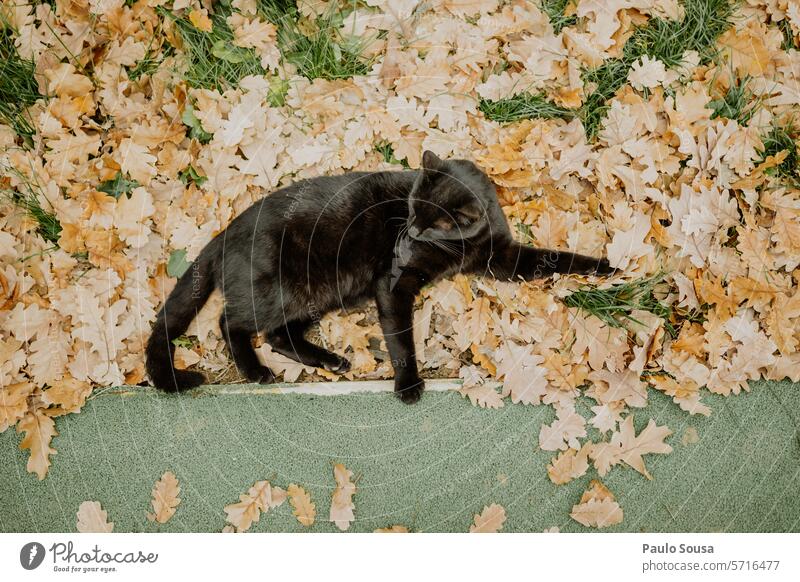 Schwarze Katze von oben gesehen schwarze Katze katzenhaft Haustiere Porträt Textfreiraum Fell Ein Tier fluffig Blätter Herbst aussruhen im Freien Tierliebe