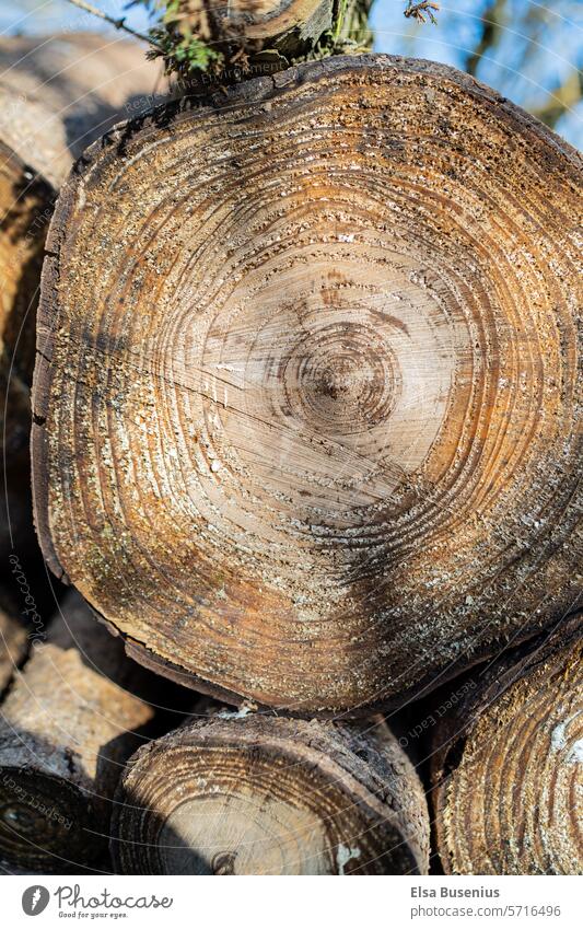 Baumstamm, lagern zum verbrennen, heizen baum baumringe altholz rund Brennholz klima draußen Holz Natur Holzstapel Nutzholz gestapelt Material Abholzung