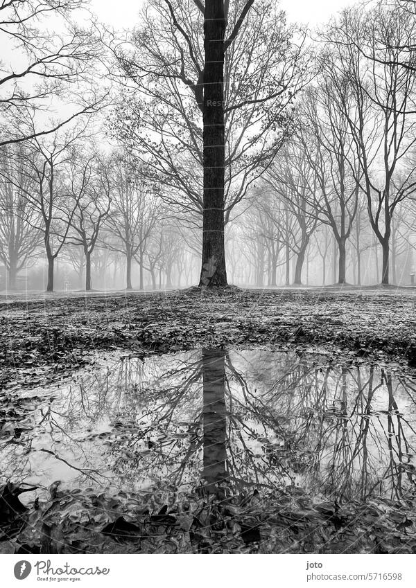 Bäume als Silhouetten im Nebel spiegeln sich in der Pfütze Baum silhouetten Spiegelung Pfützenspiegelung bewölkt Nebelstimmung trüb trübes Wetter trist Trauer