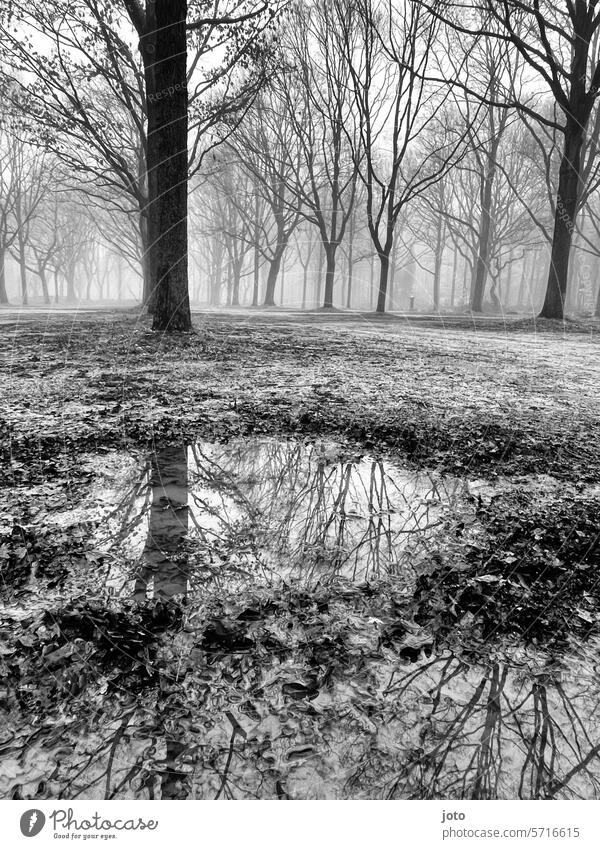 Bäume als Silhouetten im Nebel spiegeln sich in der Pfütze Baum silhouetten Spiegelung Pfützenspiegelung bewölkt Nebelstimmung trüb trübes Wetter trist Trauer