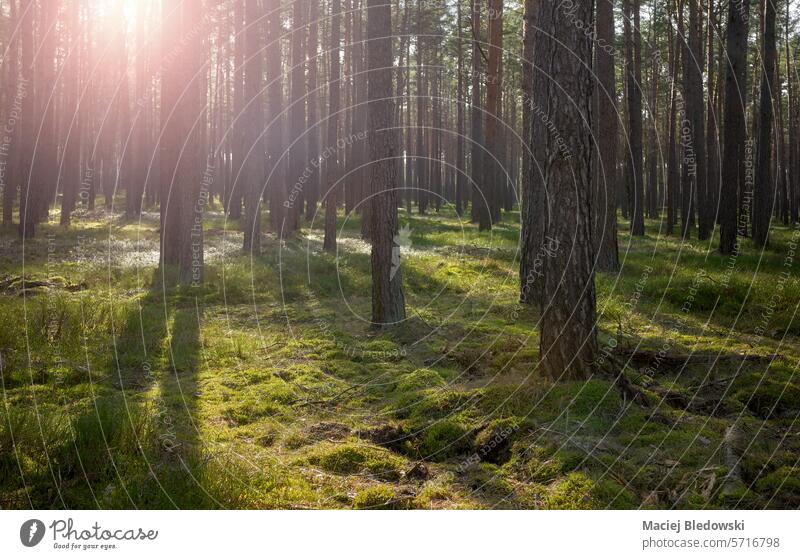 Foto eines Waldes mit Sonnenuntergang durch die Bäume, selektiver Fokus. Baum Sonnenlicht schön Rochen Natur Holz Umwelt im Freien Licht grün Hintergrund