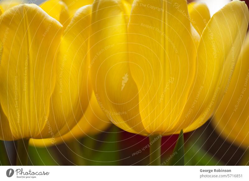 Gelb3 Tulpe gelb Blume geblümt Frühling Natur Detailaufnahme gelbe Tulpe