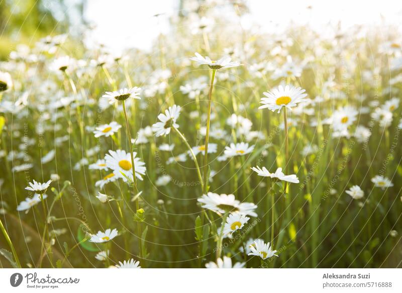 Hintergrund des Feldes von Gänseblümchen in der Blüte, Seifenblasen. Sonniger Sommertag, Strahlen von Licht. schön Schönheit Blütezeit hell Echte Kamille Land