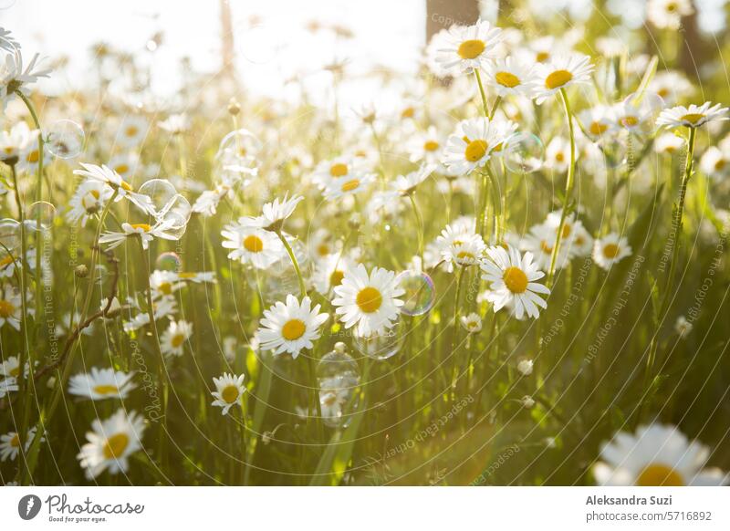 Hintergrund des Feldes von Gänseblümchen in der Blüte, Seifenblasen. Sonniger Sommertag, Strahlen von Licht. schön Schönheit Blütezeit hell Echte Kamille Land