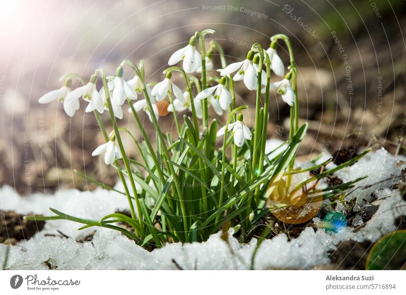 Schneeglöckchen, die auf dem mit Frühlingsschnee bedeckten Boden im Wald wachsen. Sonniger Tag. April Hintergrund schön Schönheit Blütezeit Nahaufnahme kalt