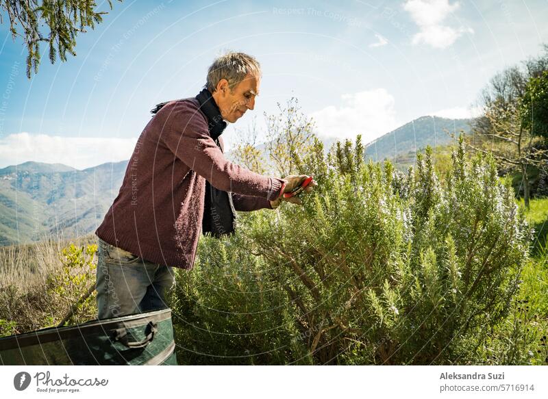 Sammeln von Rosmarin für die Herstellung von Parfümessenzen in den Alpen: Der italienische Mann schneidet Rosmarin in Norditalien mit einer Gartenschere. Spektakulärer Blick auf eine Landschaft mit Bergen.