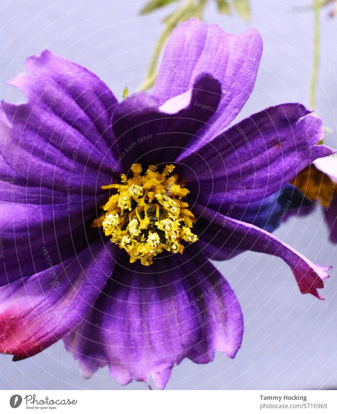 Künstliche blau/violette Blume in einer Vase mit blauem Hintergrund künstlich Kunstblume Dekoration & Verzierung Farbfoto Pflanze purpur Nahaufnahme Frühling