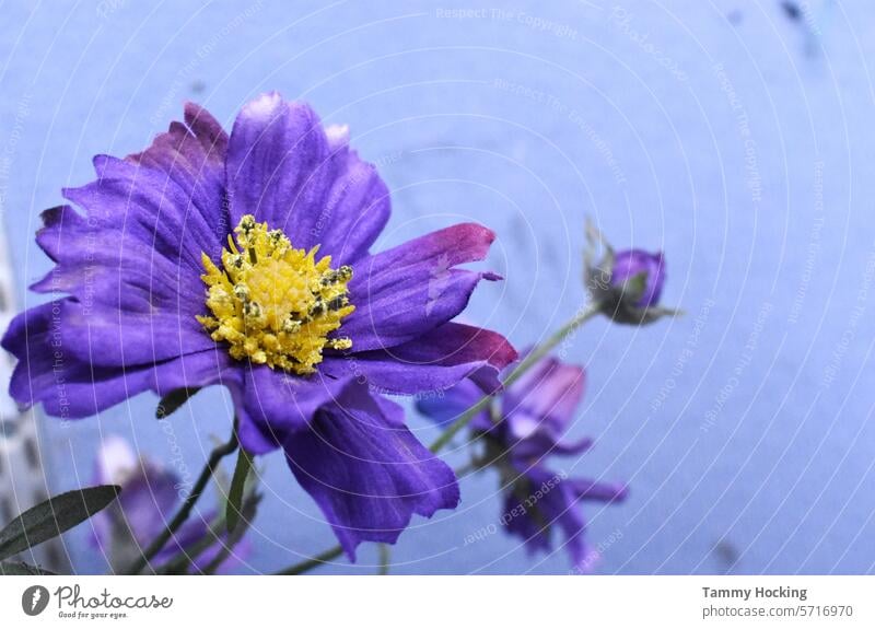 Künstlicher blau/lila Blumenstrauß in einer Vase mit blauem Hintergrund Haufen künstlich geblümt Dekoration & Verzierung Ordnung Blüte purpur