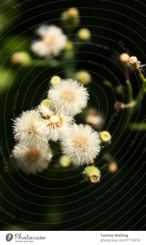 Nahaufnahme eines Distelstraußes im Garten mit unscharfem Hintergrund Blume Stachelige Kratzdistel Natur Pflanze Blüte Sommer Schwache Tiefenschärfe Wildpflanze