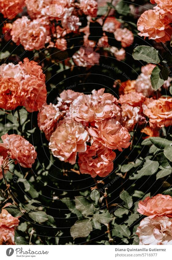 Blumen, Garten, Rosa, Cottagecore, Blume, Begonien, Ästhetischer Garten rosa Blume Gartenblume Pfingstrose Sommer cottagecore Gärten Natur Blüte