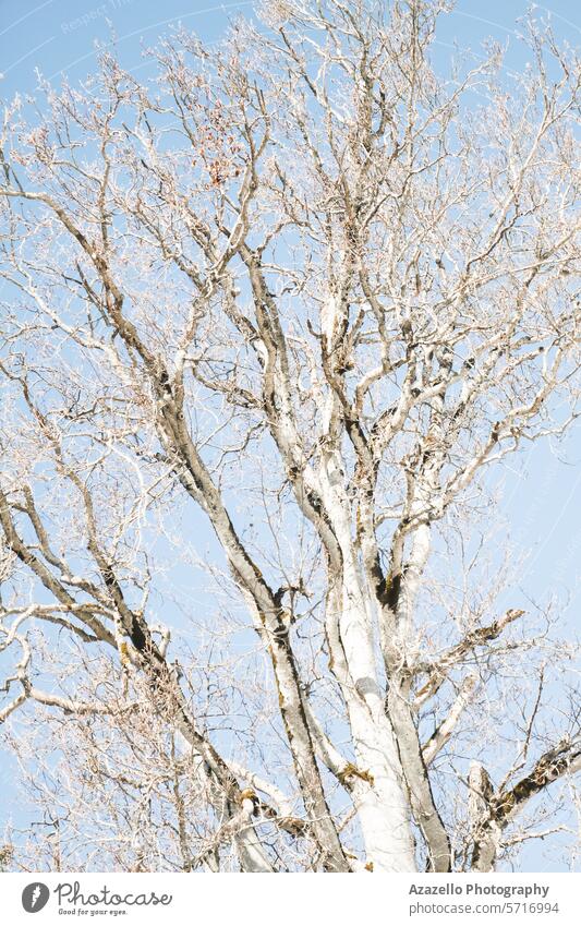 Schöner blattloser Baum in der hellen Morgensonne Kunst Herbst unverhüllt Rinde Schönheit Birke Birken schwarz Ast helles Sonnenlicht Ruhe Wandel & Veränderung