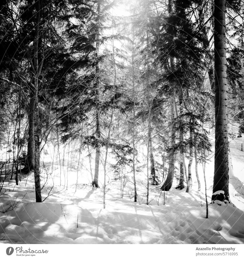 Schwarz-Weiß-Bild eines Waldes im Winter abstrakt Abenteuer allein Kunst Atmosphäre Hintergrund Strahl schön Schönheit schwarz auf weiß blau Buchse Ruhe