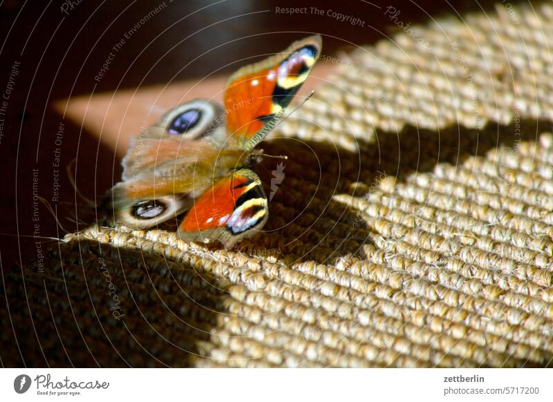 Pfauenauge Inachis io edelfalter farbe flügel insekt licht pfauenauge schatten schmetterling tagpfauenauge tier winter winterquartier winterschlaf aufwachen