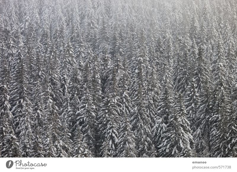 xmas trees Winter Schnee Winterurlaub Natur Landschaft Pflanze Klima Wetter Nebel Baum Wald Berge u. Gebirge dunkel kalt weiß Schwarzwald Fichte Nadelwald