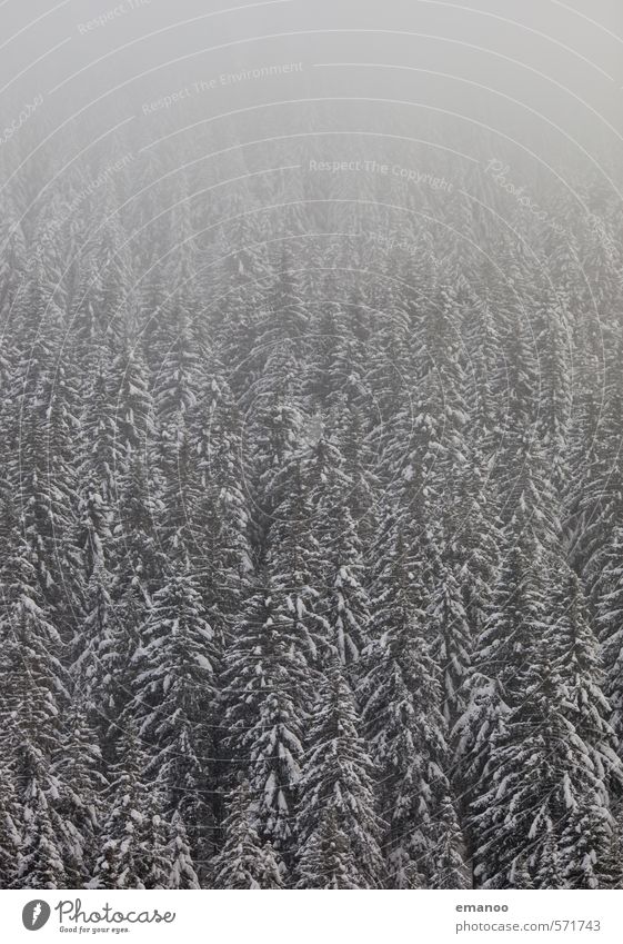 Winternebelnadelwald Natur Landschaft Pflanze Wolken Klima Wetter Nebel Eis Frost Schnee Schneefall Baum Wald Hügel Alpen Berge u. Gebirge groß hoch grau weiß