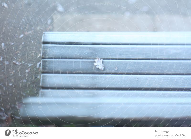 unverfroren Natur Eis Frost Blatt blau grau trösten Einsamkeit Bank Holz kalt Farbfoto Außenaufnahme Experiment Menschenleer Tag Blick nach unten