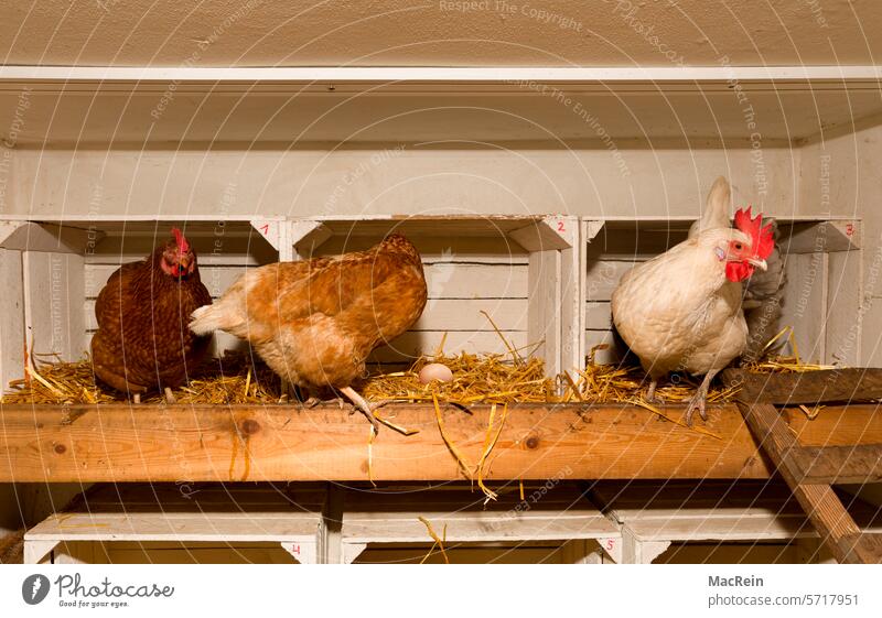 Legehenne iin Ihren Nistplätzen Henne Hennen Huhn Hühner Ei Gelege Nistplatz Hühnerleiter Nest Nester Federvieh Landwirtschaft Öko Natur