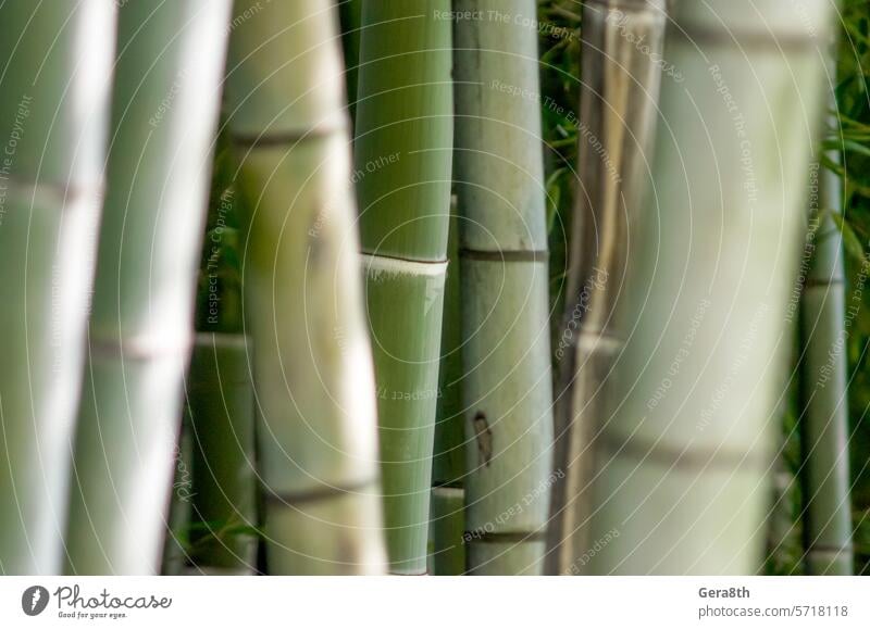 grünes Bambus-Gartenmuster in Nahaufnahme asiatisch Asien Hintergrund Bambuswald Bambushain Bambus-Muster botanisch Botanik Ast hell Chinesisch abschließen