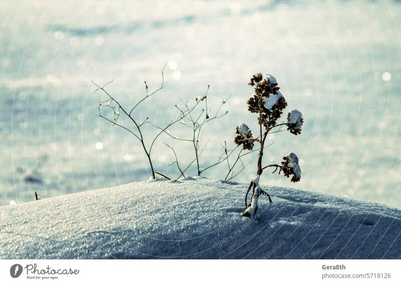 Trockenblume in einer Schneeverwehung Großaufnahme abstrakt Hintergrund blau Ast Klima kalt Farbe farbig Kurve Tag tot detailliert getrocknet trocknen leer Feld