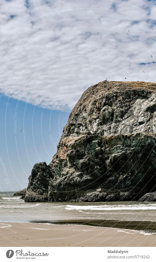 Ein riesiger Felsen an der Küste von Oregon Natur Meer Wasser Ferien & Urlaub & Reisen Himmel Insel Landschaft Horizont Reisefotografie Pazifik Wolken MEER