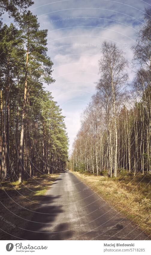Foto einer Straße in einem Wald, mit Farbtonung. Baum Sonnenlicht Ausflug retro reisen Sonnenuntergang Natur Reise Holz Umwelt im Freien Licht Landschaft Park