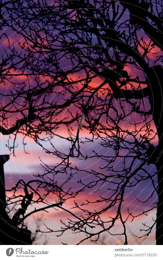 Abendbrot hinter Apfelbaum abend altocumulus drohend dunkel dämmerung düster farbspektrum feierabend froschperspektive gewitter haufenwolke herbst himmel